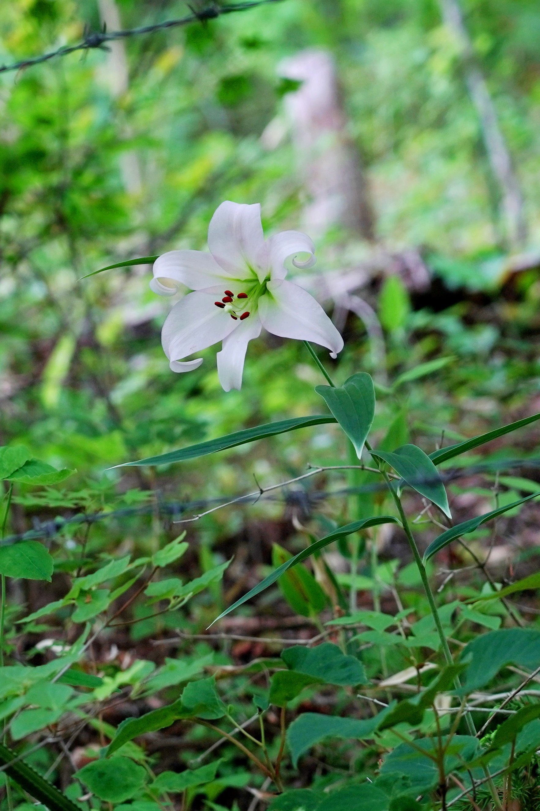 f:id:alpha_image:20190615132605j:plain