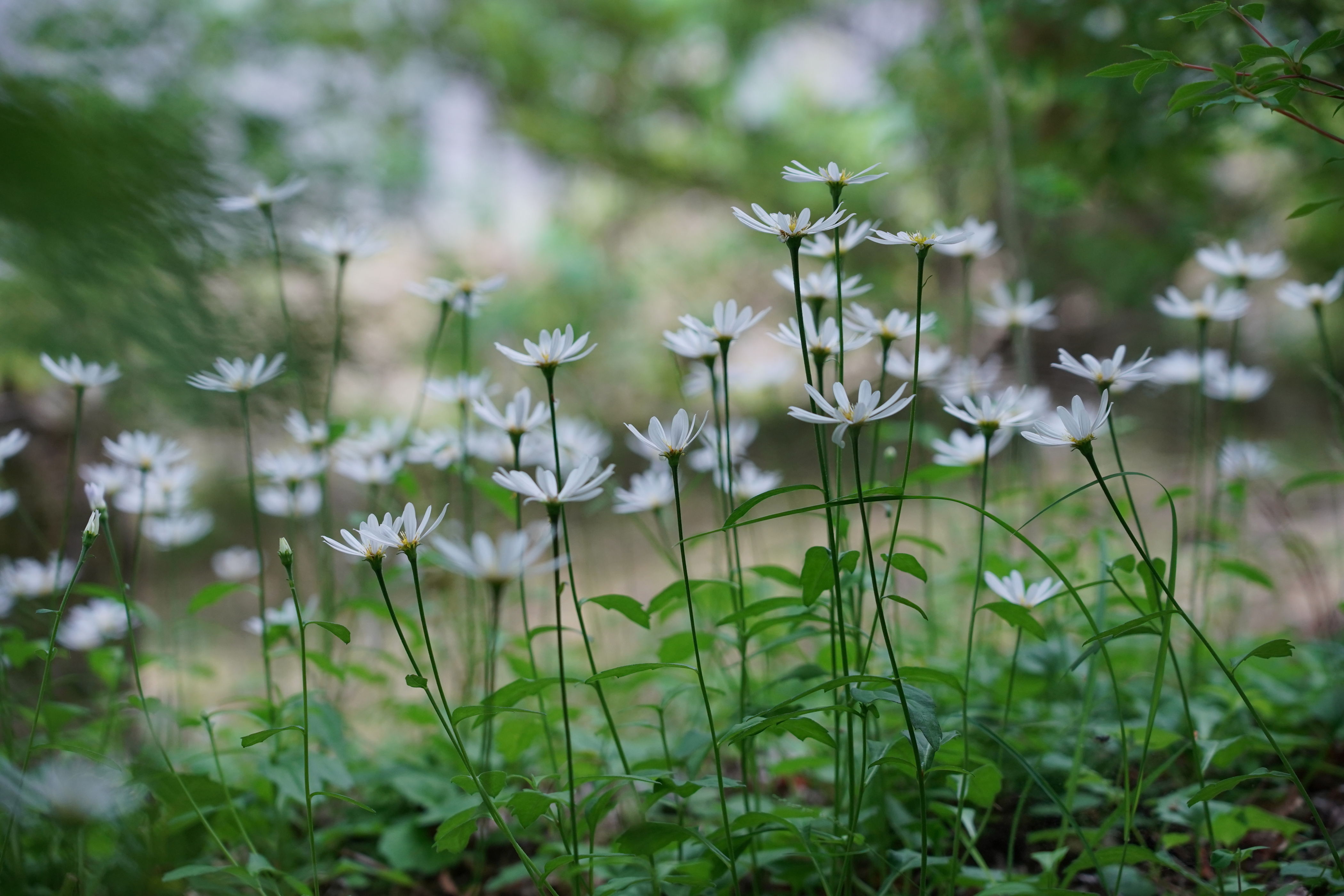f:id:alpha_image:20190615132609j:plain
