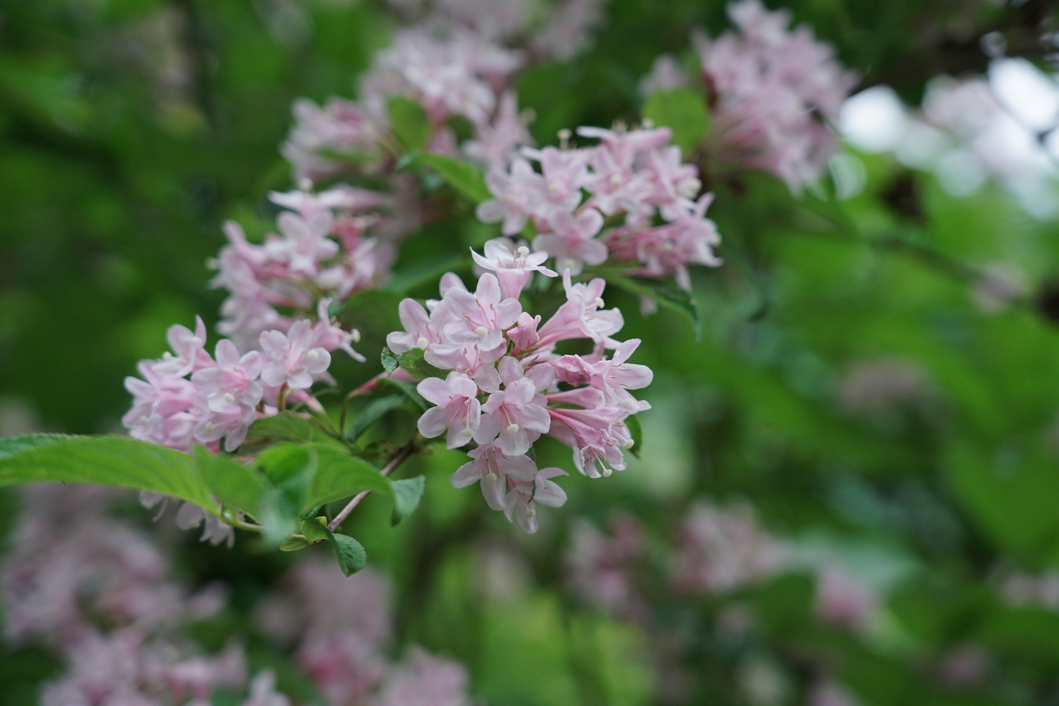f:id:alpha_image:20190615132617j:plain