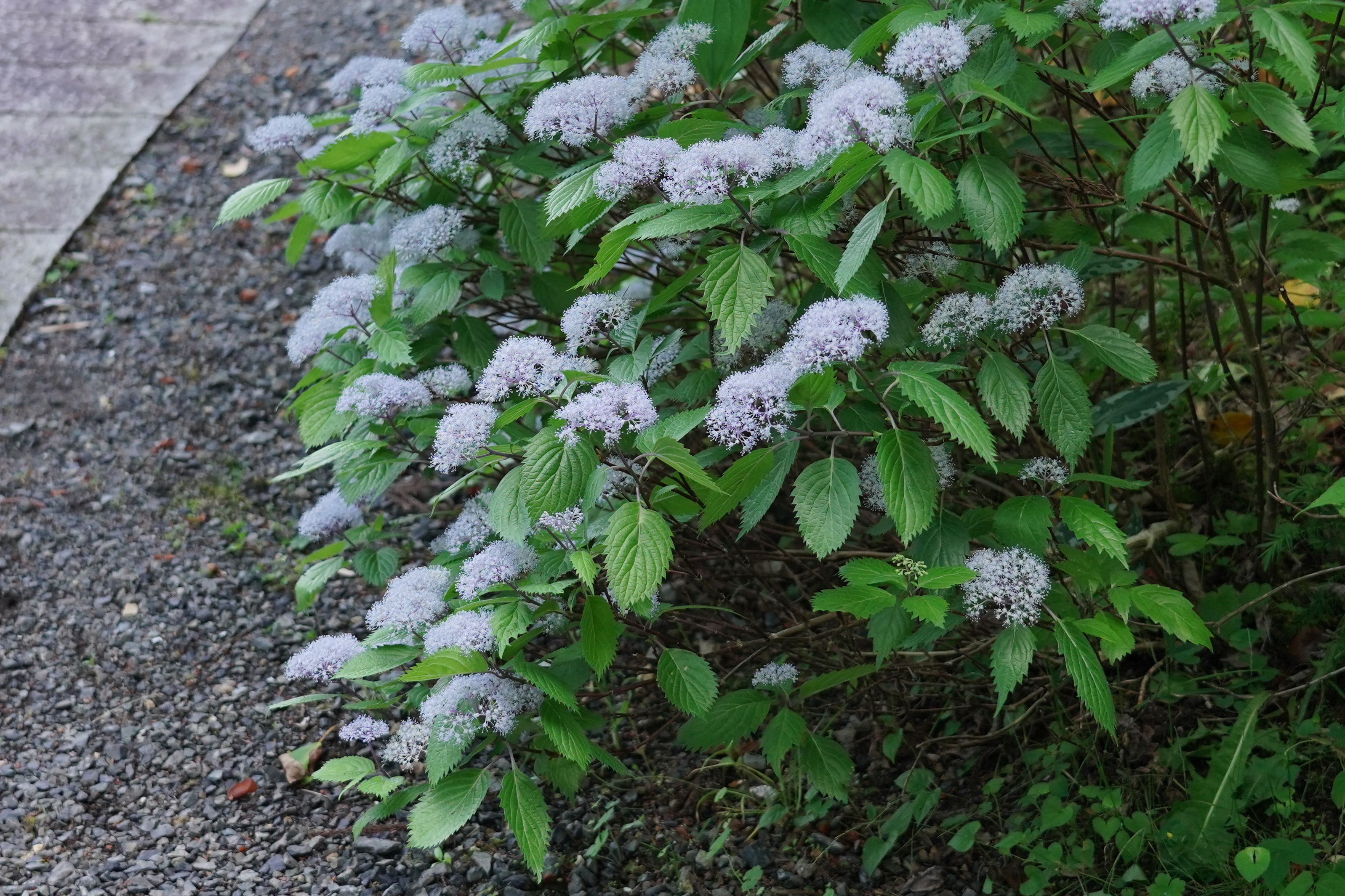 f:id:alpha_image:20190615132747j:plain