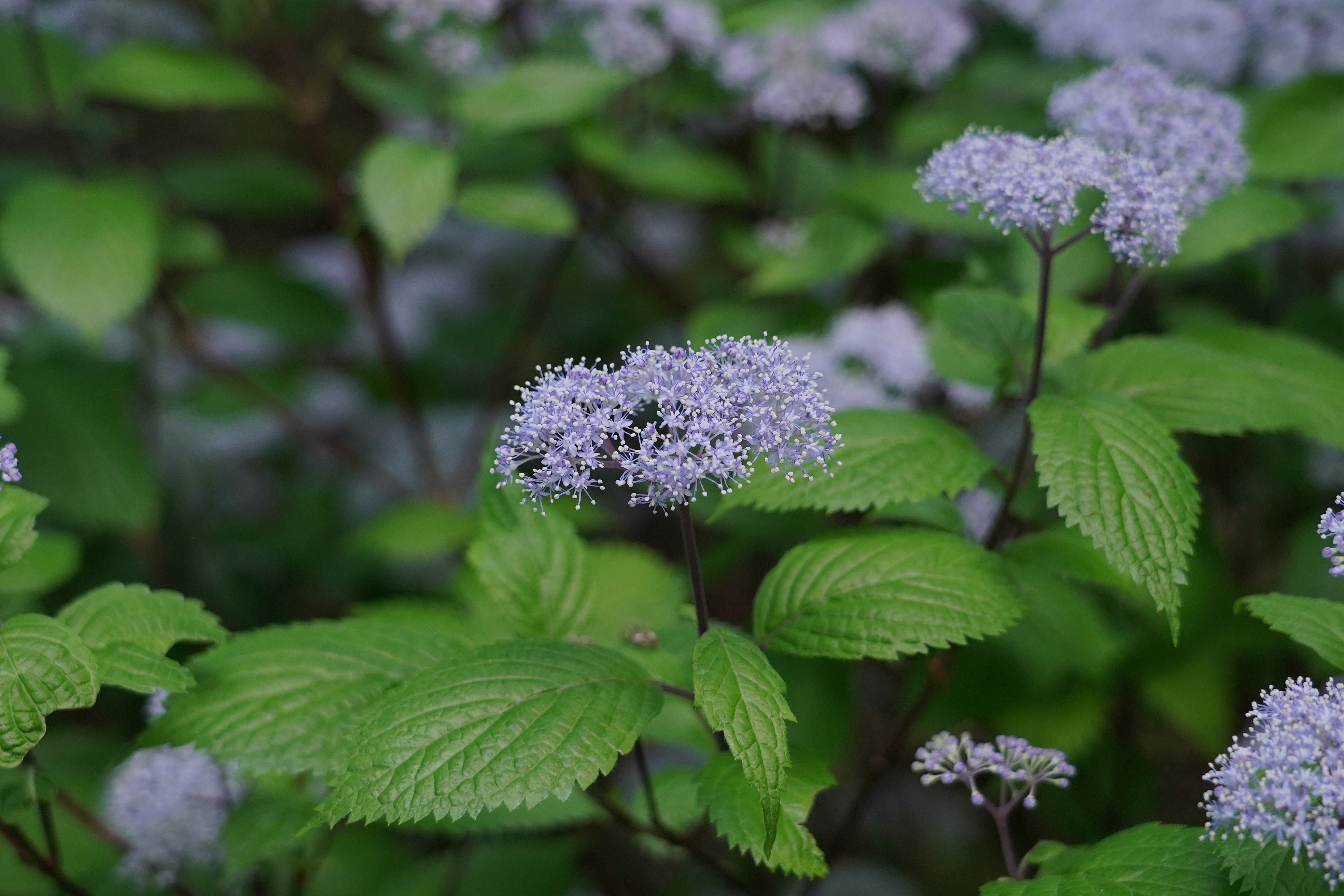 f:id:alpha_image:20190615132754j:plain