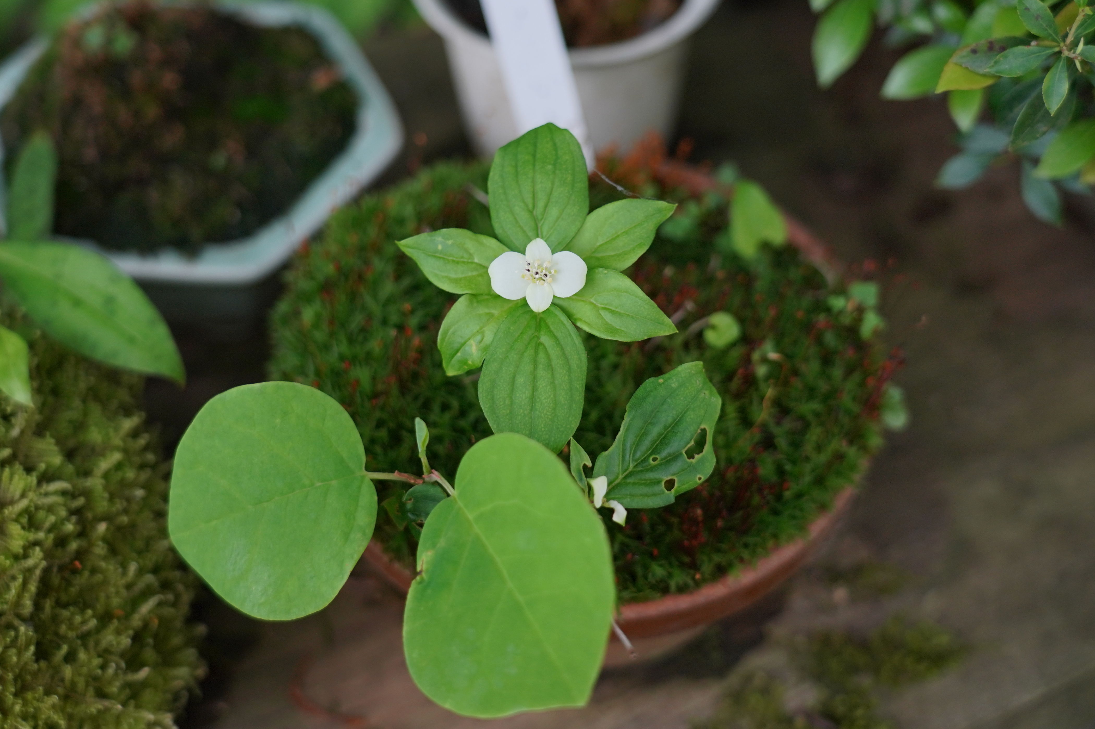 f:id:alpha_image:20190615132801j:plain