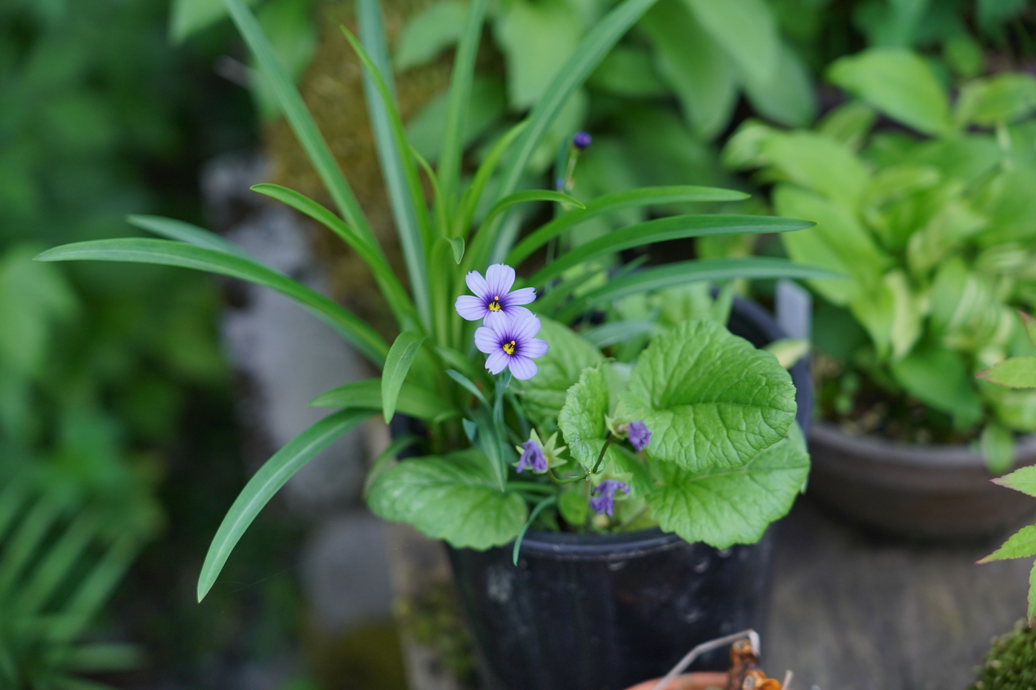 f:id:alpha_image:20190615132809j:plain