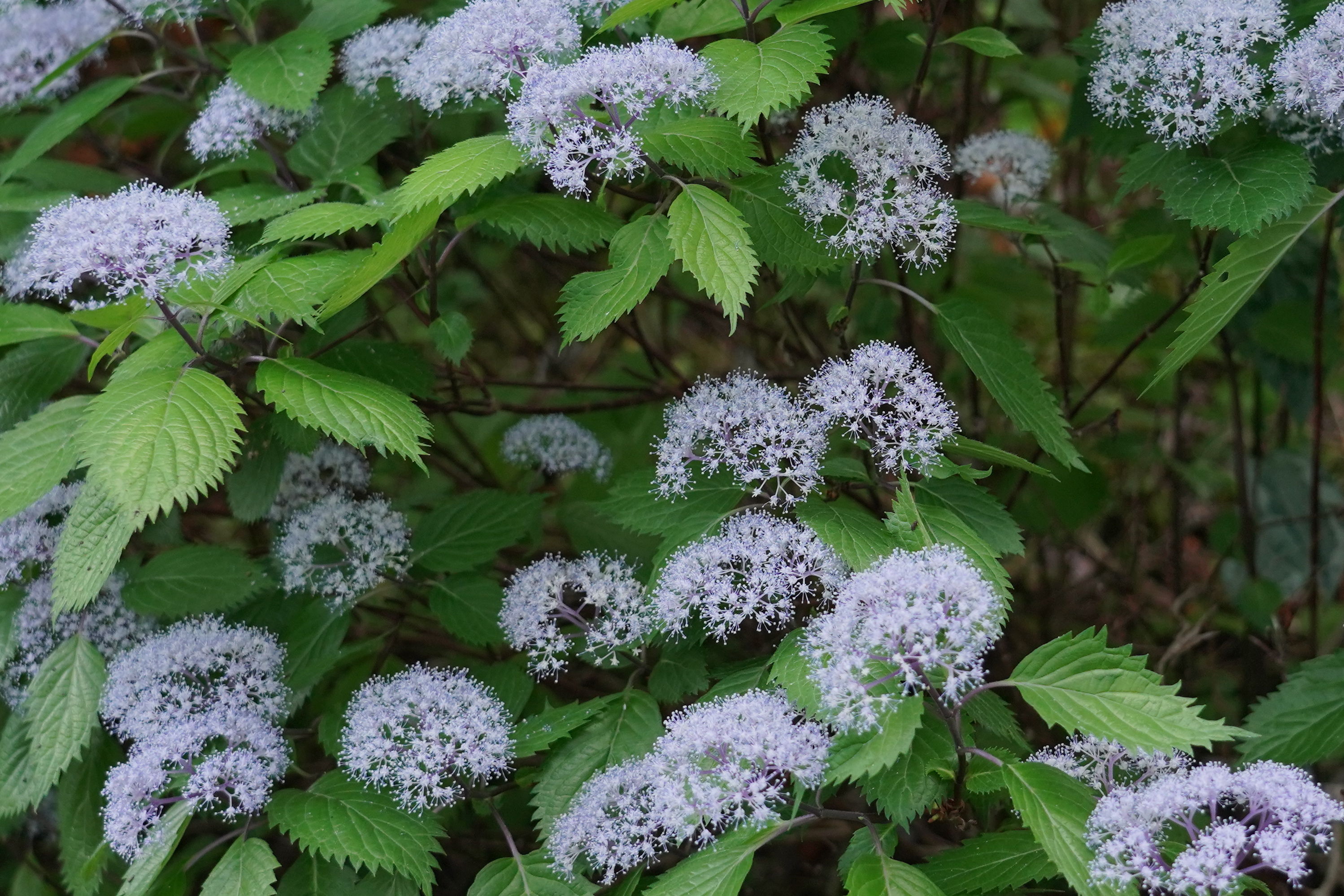 f:id:alpha_image:20190615132948j:plain