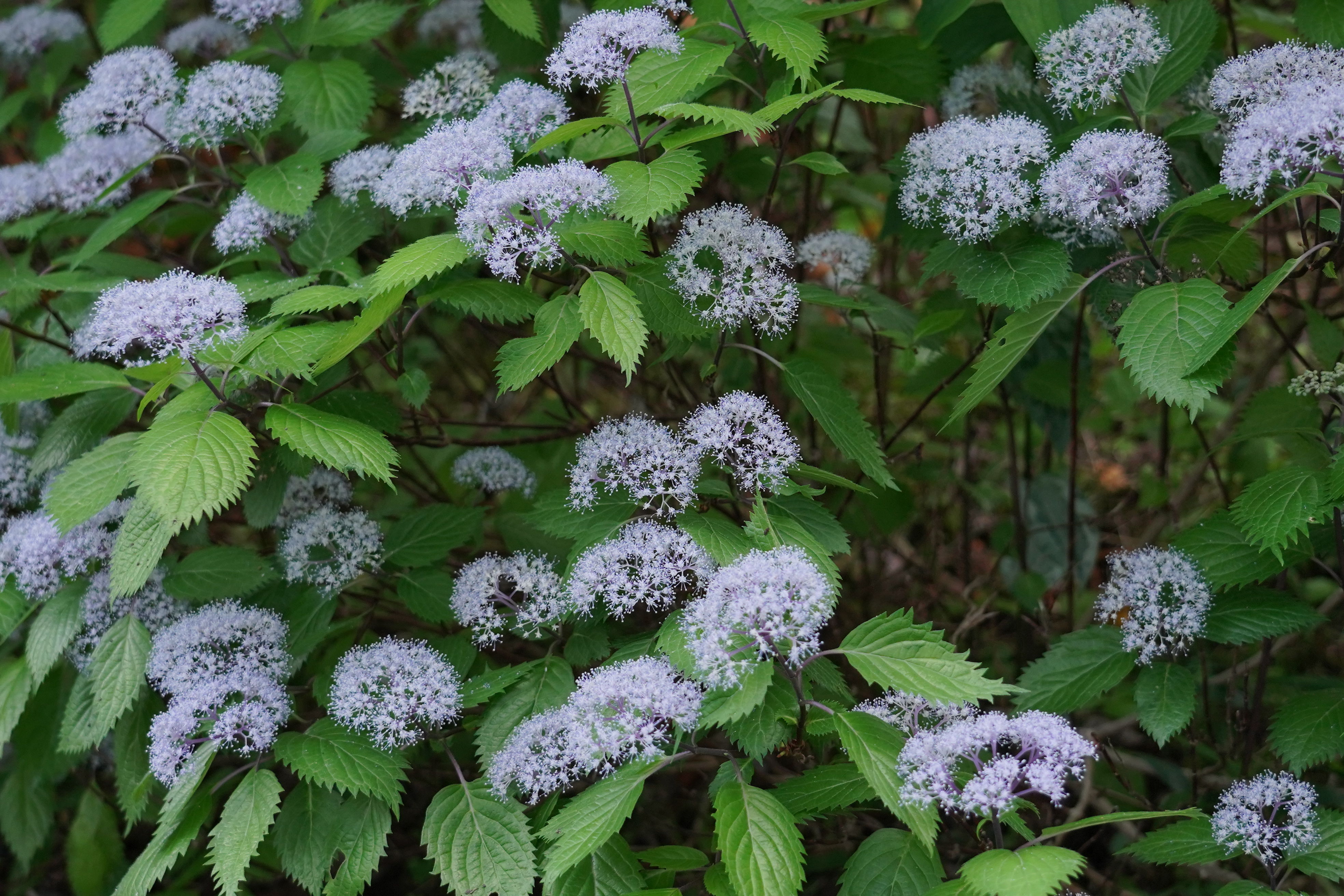 f:id:alpha_image:20190615132955j:plain