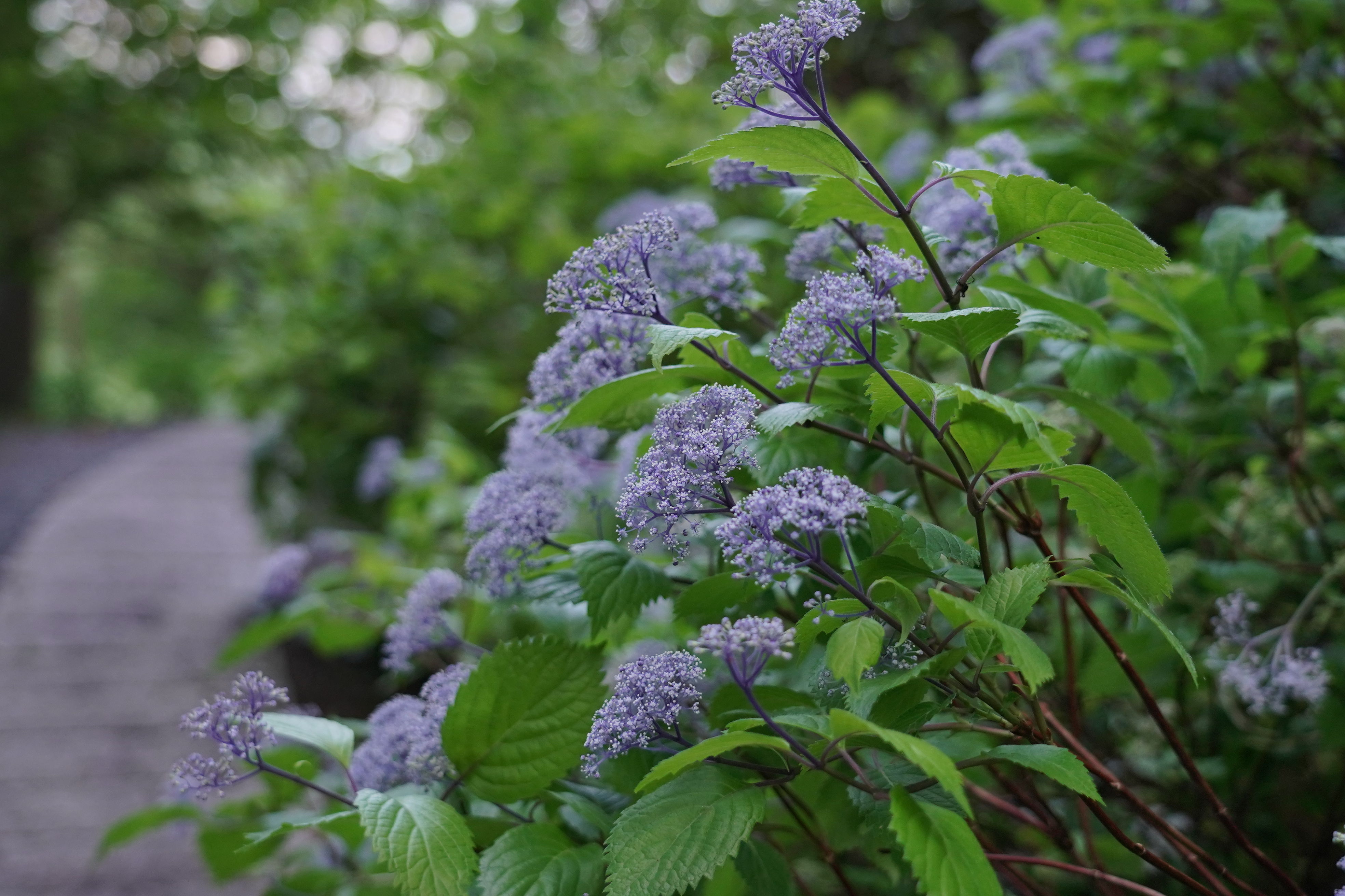 f:id:alpha_image:20190615133005j:plain