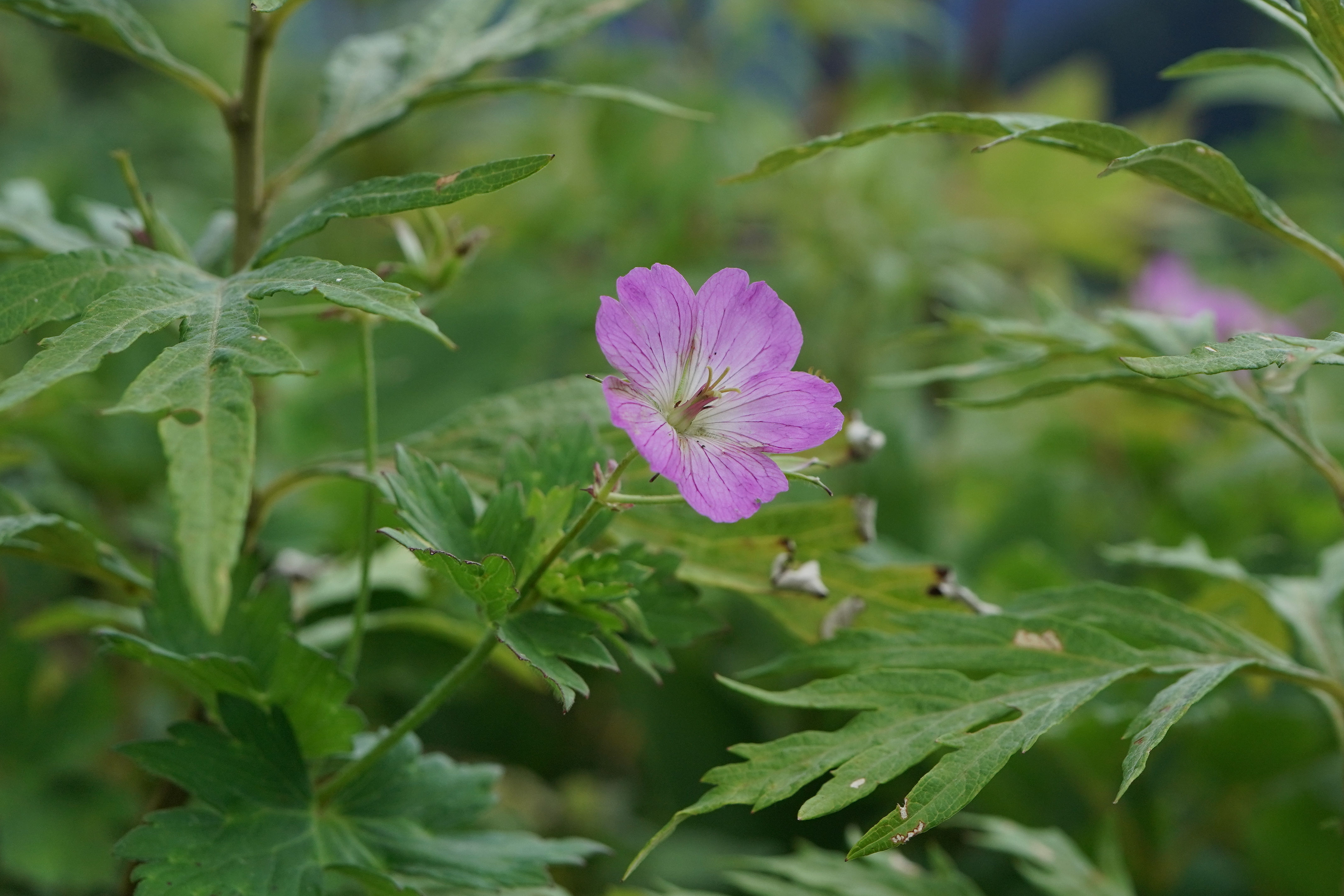 f:id:alpha_image:20190817112214j:plain