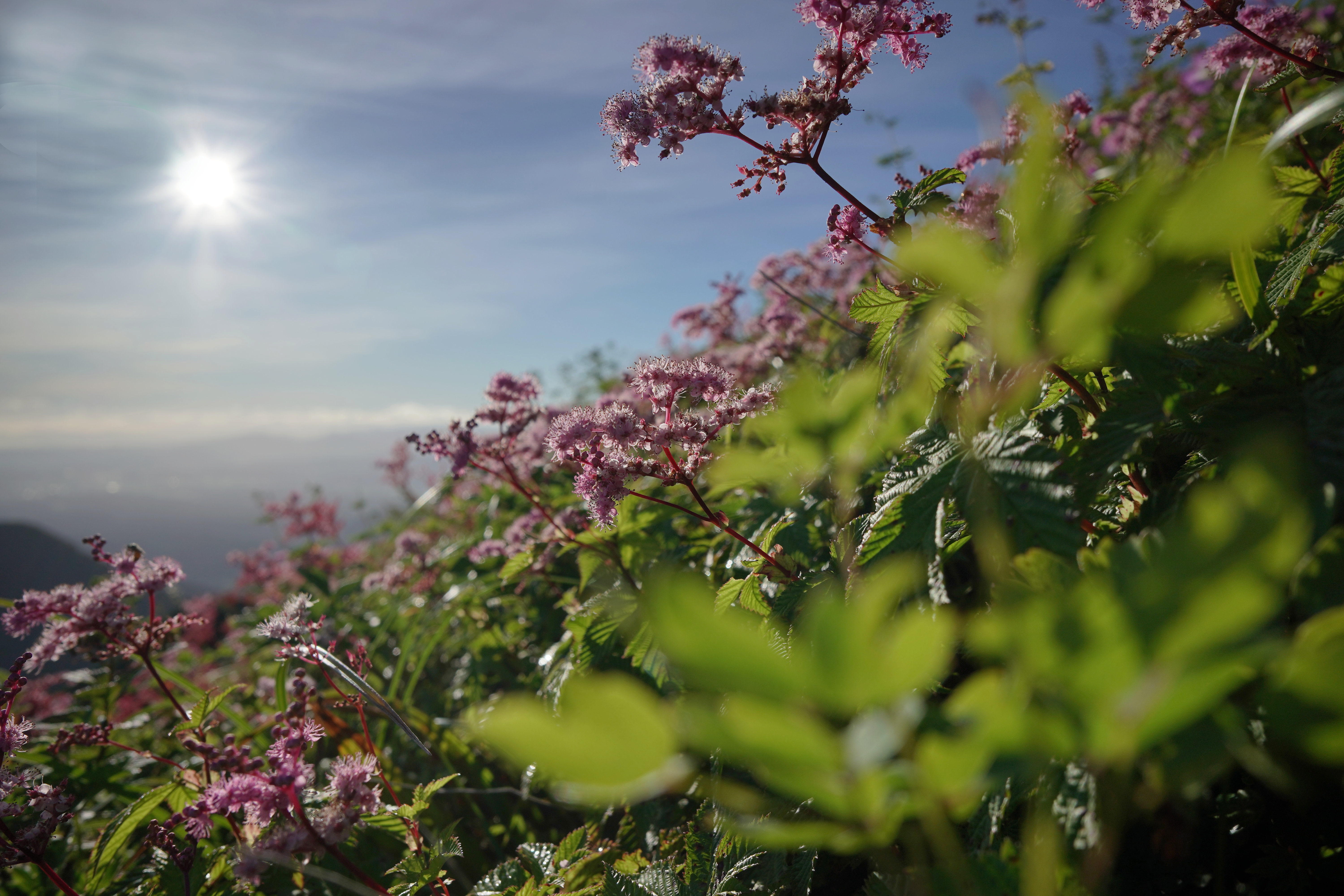 f:id:alpha_image:20190817112417j:plain