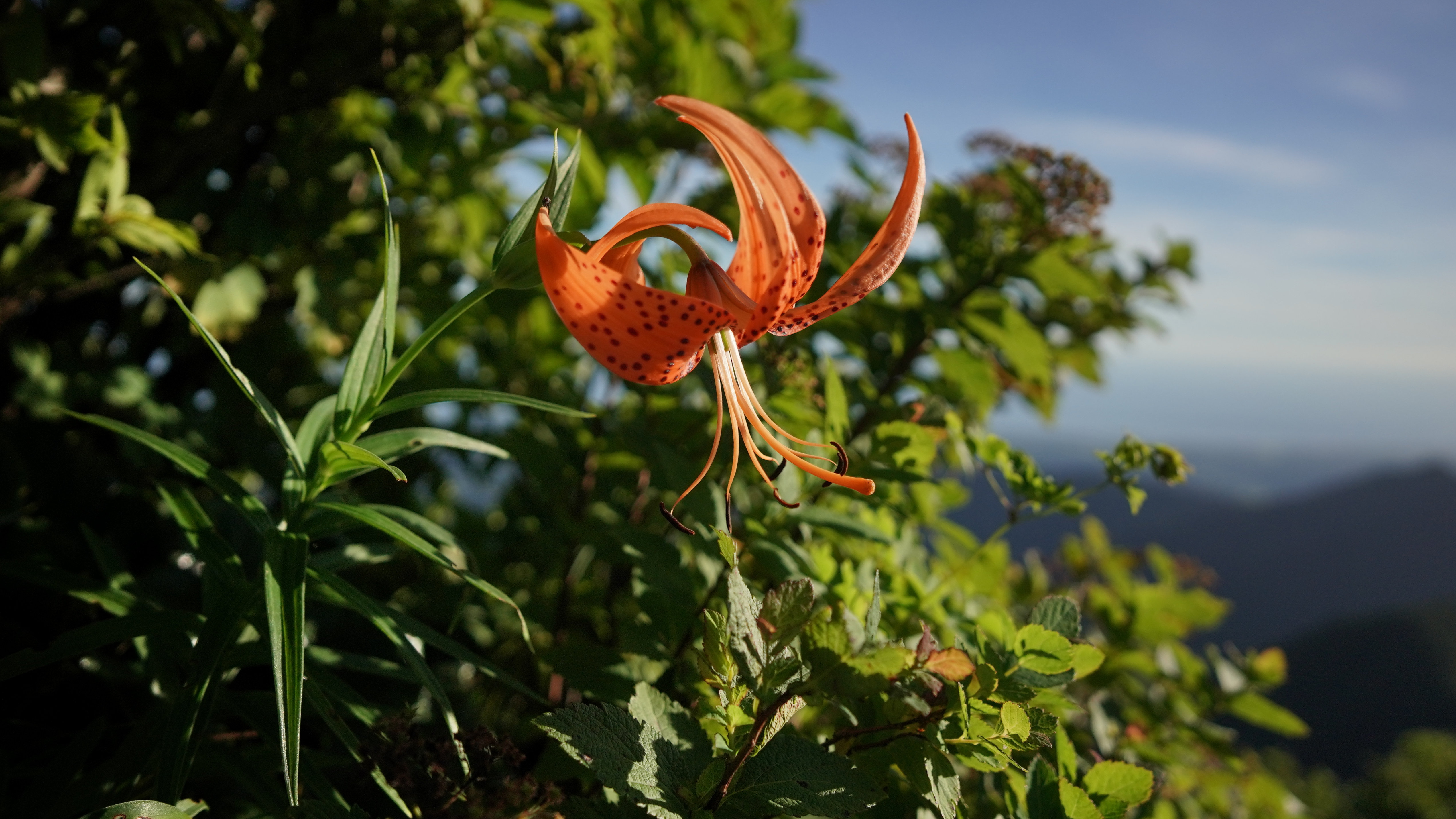 f:id:alpha_image:20190817112436j:plain