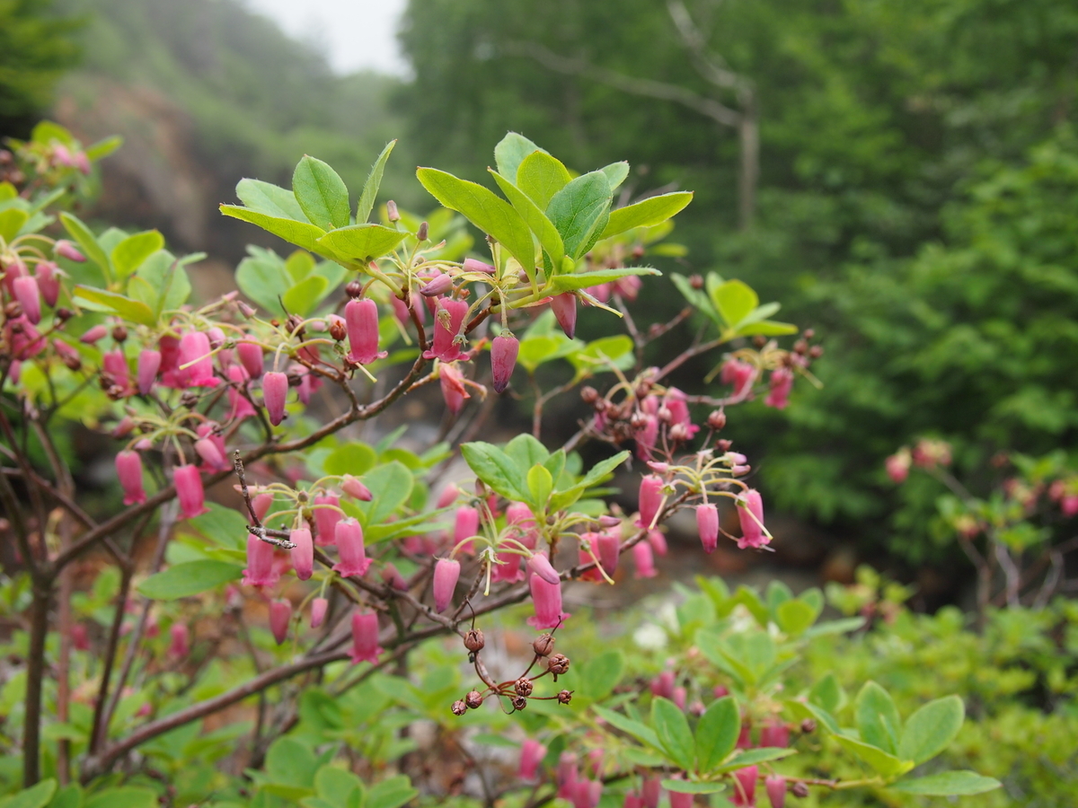 f:id:alpharalpha:20190714005803j:plain f:id:alpharalpha:20190714005803j:plain