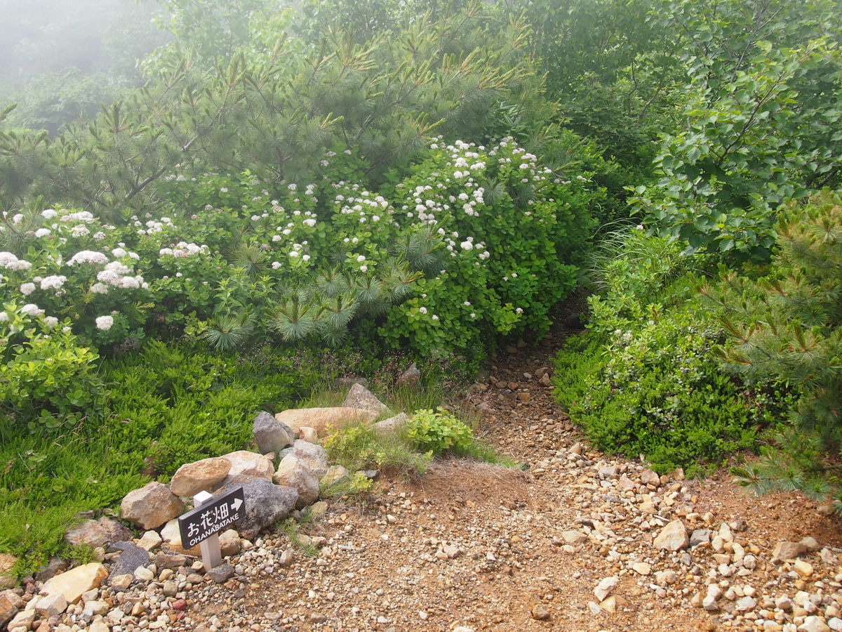 f:id:alpharalpha:20190714010237j:plain f:id:alpharalpha:20190714010237j:plain