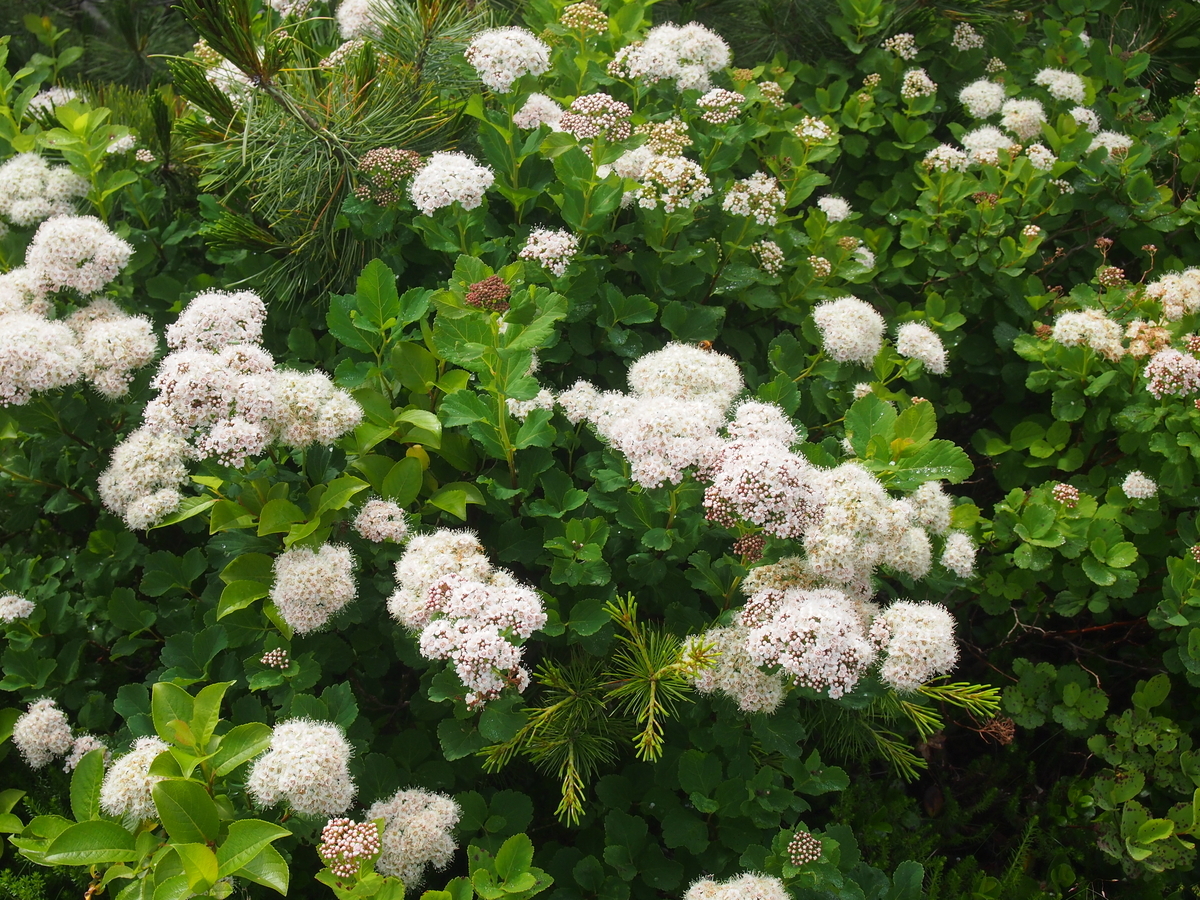f:id:alpharalpha:20190714010402j:plain f:id:alpharalpha:20190714010402j:plain