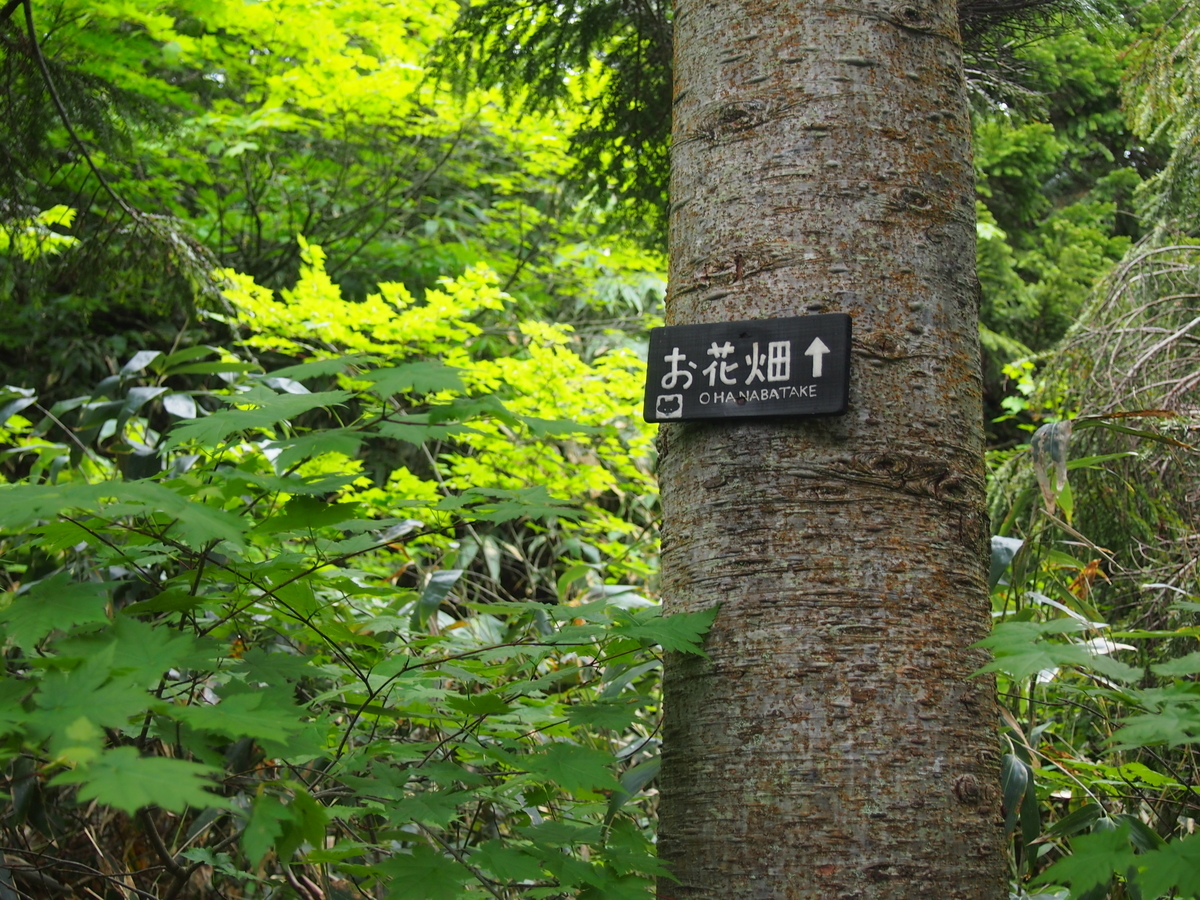 f:id:alpharalpha:20190714010418j:plain