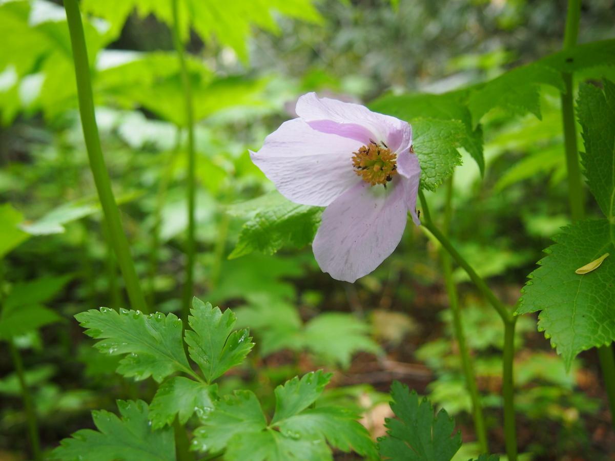 f:id:alpharalpha:20190714010441j:plain f:id:alpharalpha:20190714010441j:plain