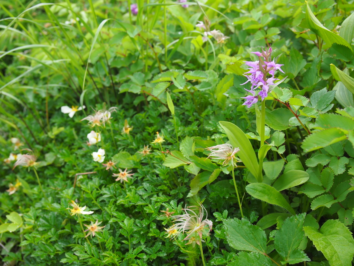 f:id:alpharalpha:20190714133833j:plain f:id:alpharalpha:20190714133833j:plain