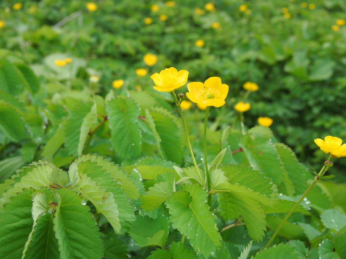 f:id:alpharalpha:20190714134110j:plain f:id:alpharalpha:20190714134110j:plain