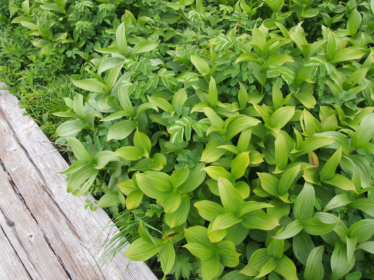 f:id:alpharalpha:20190714134148j:plain f:id:alpharalpha:20190714134148j:plain