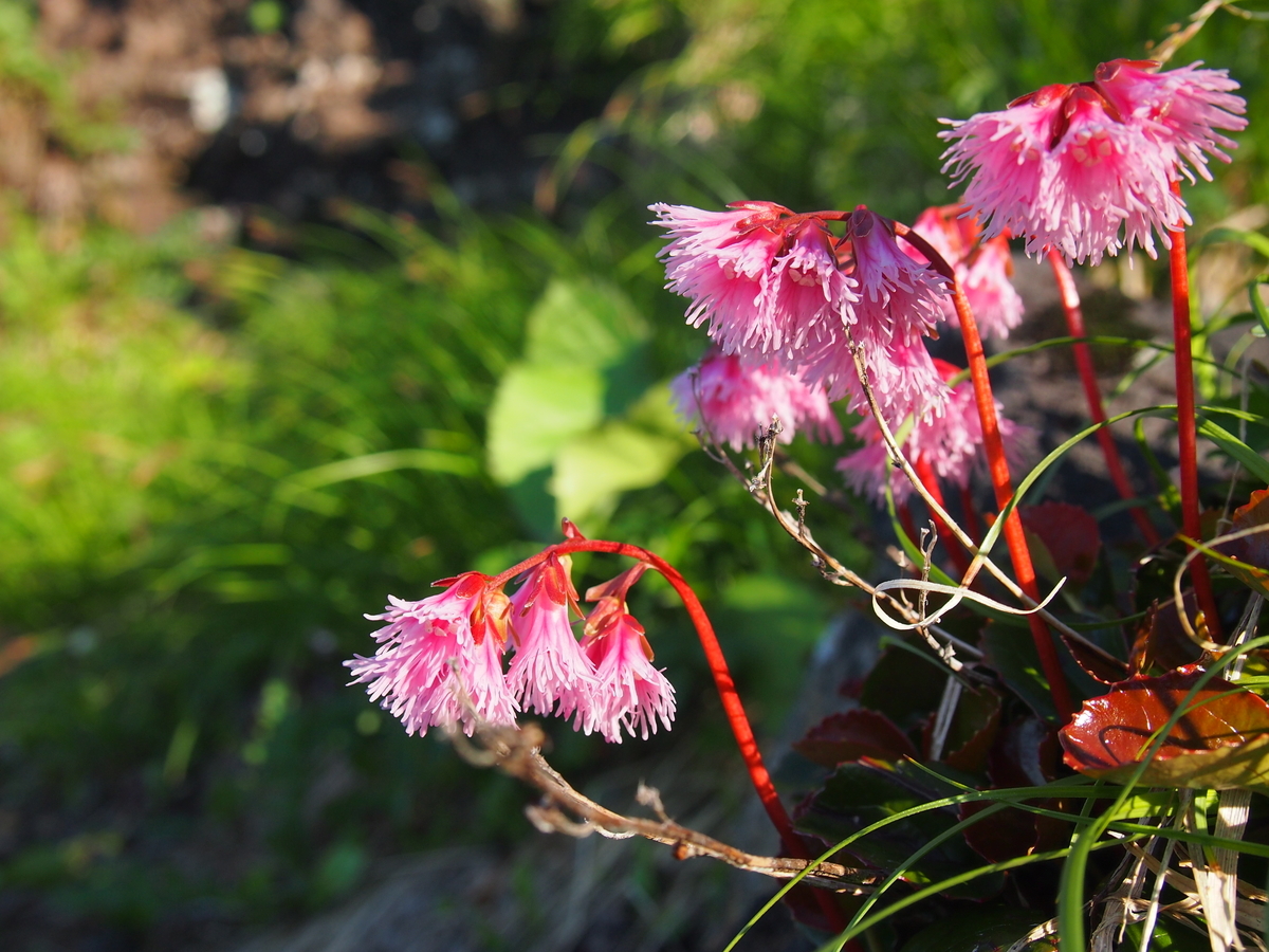 f:id:alpharalpha:20190715013128j:plain f:id:alpharalpha:20190715013128j:plain