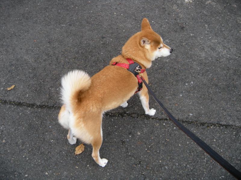 f:id:alphonse1208:20091128101735j:image
