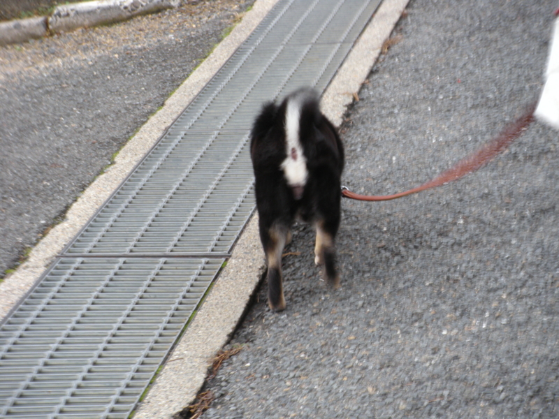 f:id:alphonse1208:20091128101823j:image