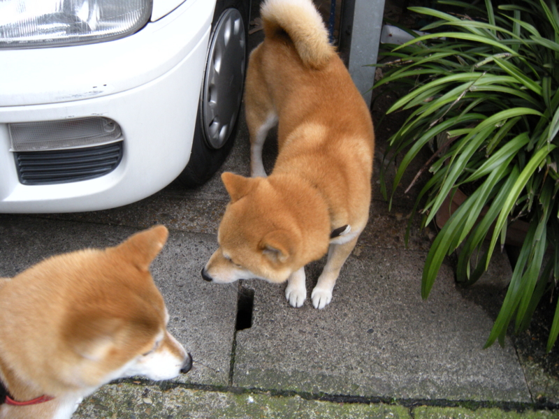 f:id:alphonse1208:20091128102545j:image