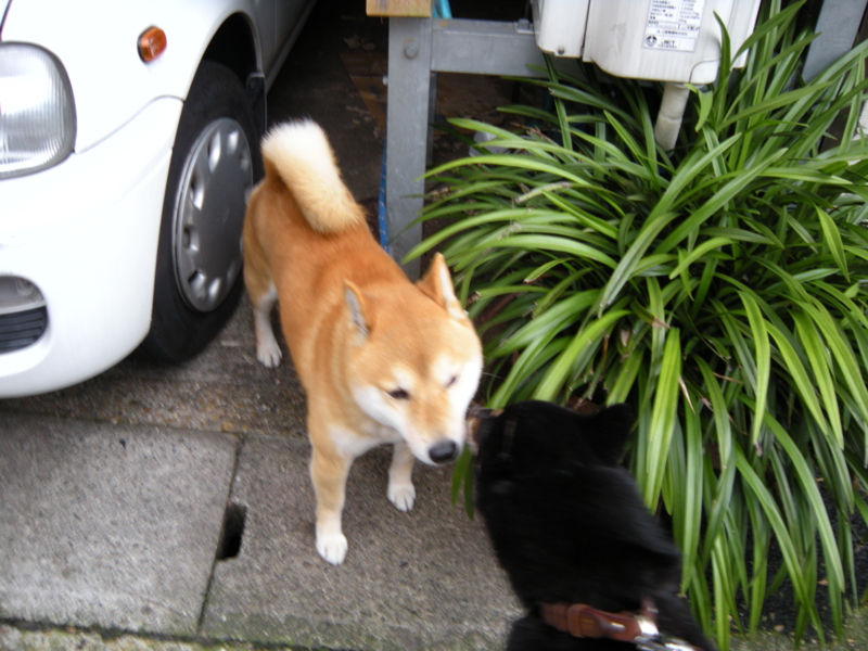 f:id:alphonse1208:20091128102555j:image