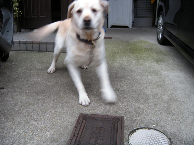 f:id:alphonse1208:20091128102856j:image