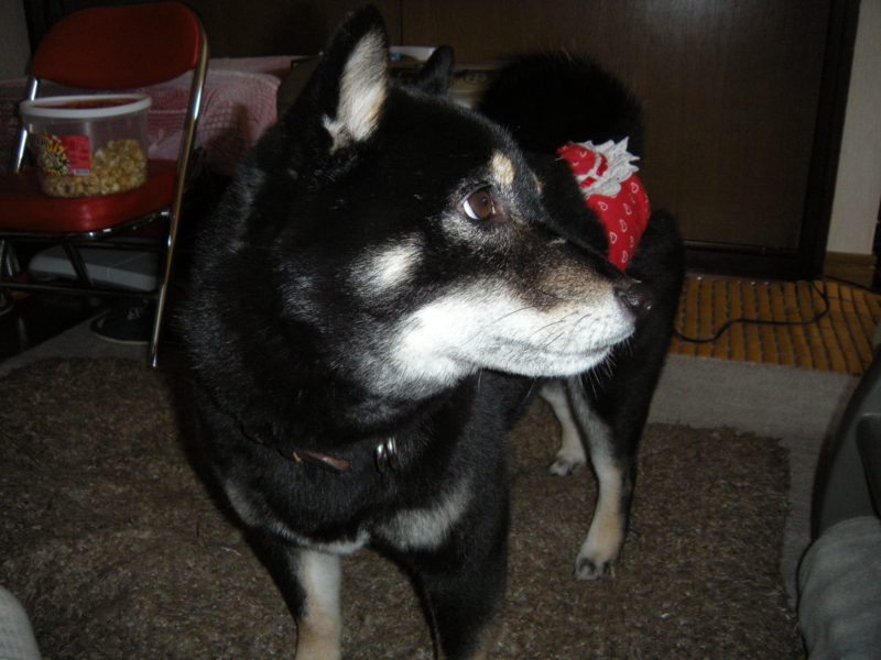 f:id:alphonse1208:20111117102528j:image:w640