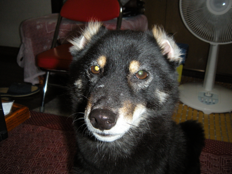 f:id:alphonse1208:20120922172006j:image