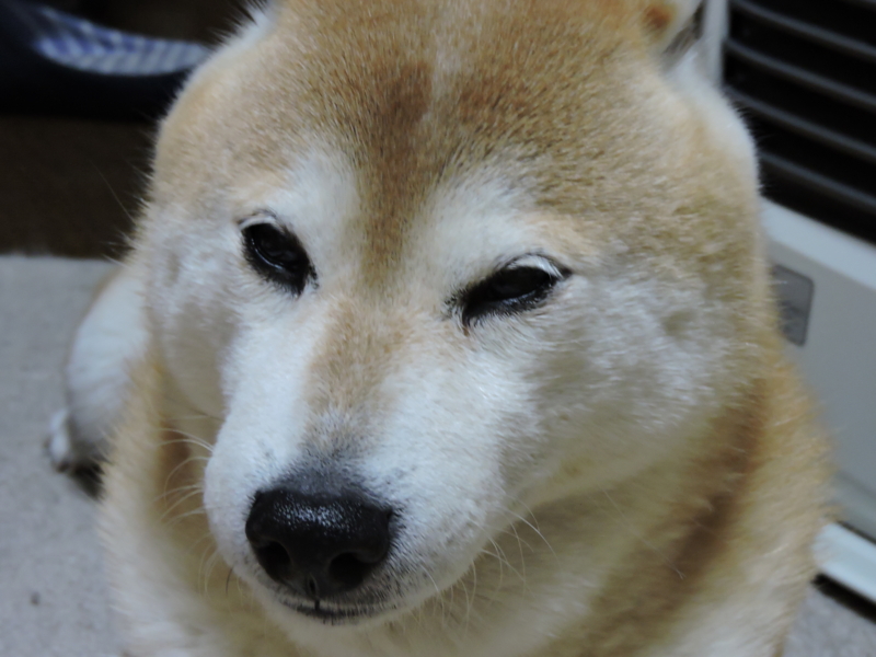 f:id:alphonse1208:20150328191518j:image