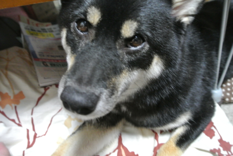 f:id:alphonse1208:20160925184127j:image
