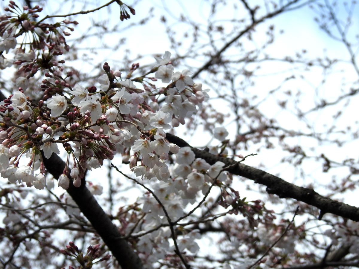 f:id:alphonse1208:20190403114946j:plain