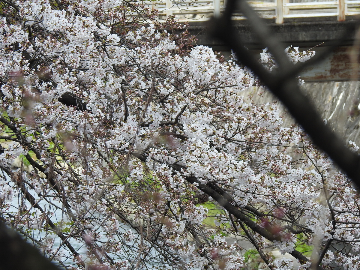 f:id:alphonse1208:20190403115026j:plain