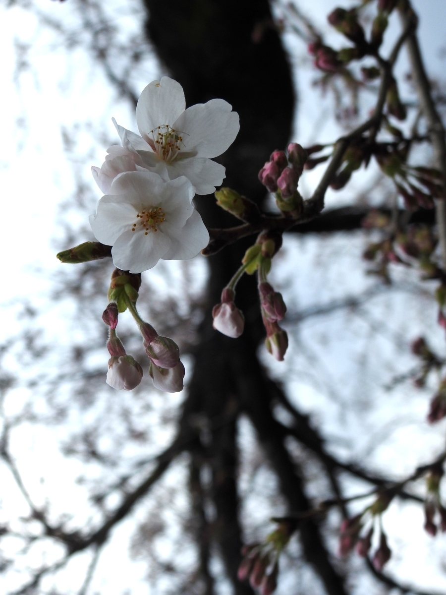 f:id:alphonse1208:20190403115055j:plain