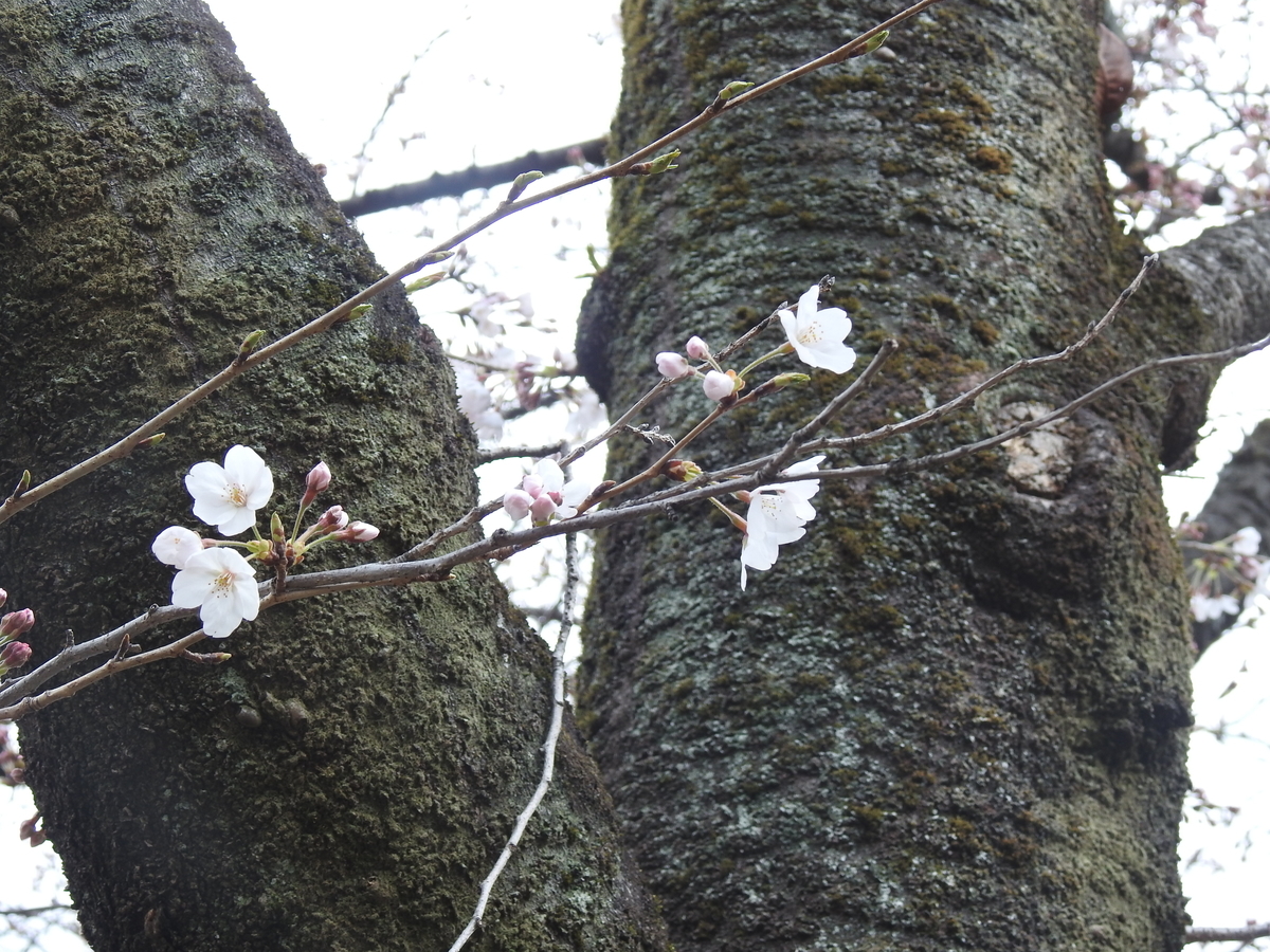 f:id:alphonse1208:20190403115224j:plain