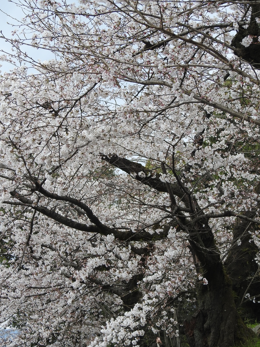 f:id:alphonse1208:20190403120232j:plain