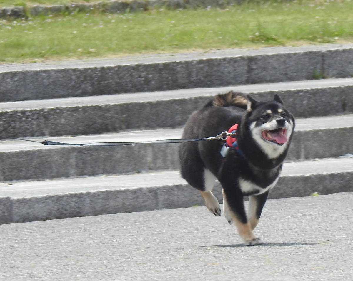 f:id:alphonse1208:20200604122917j:plain