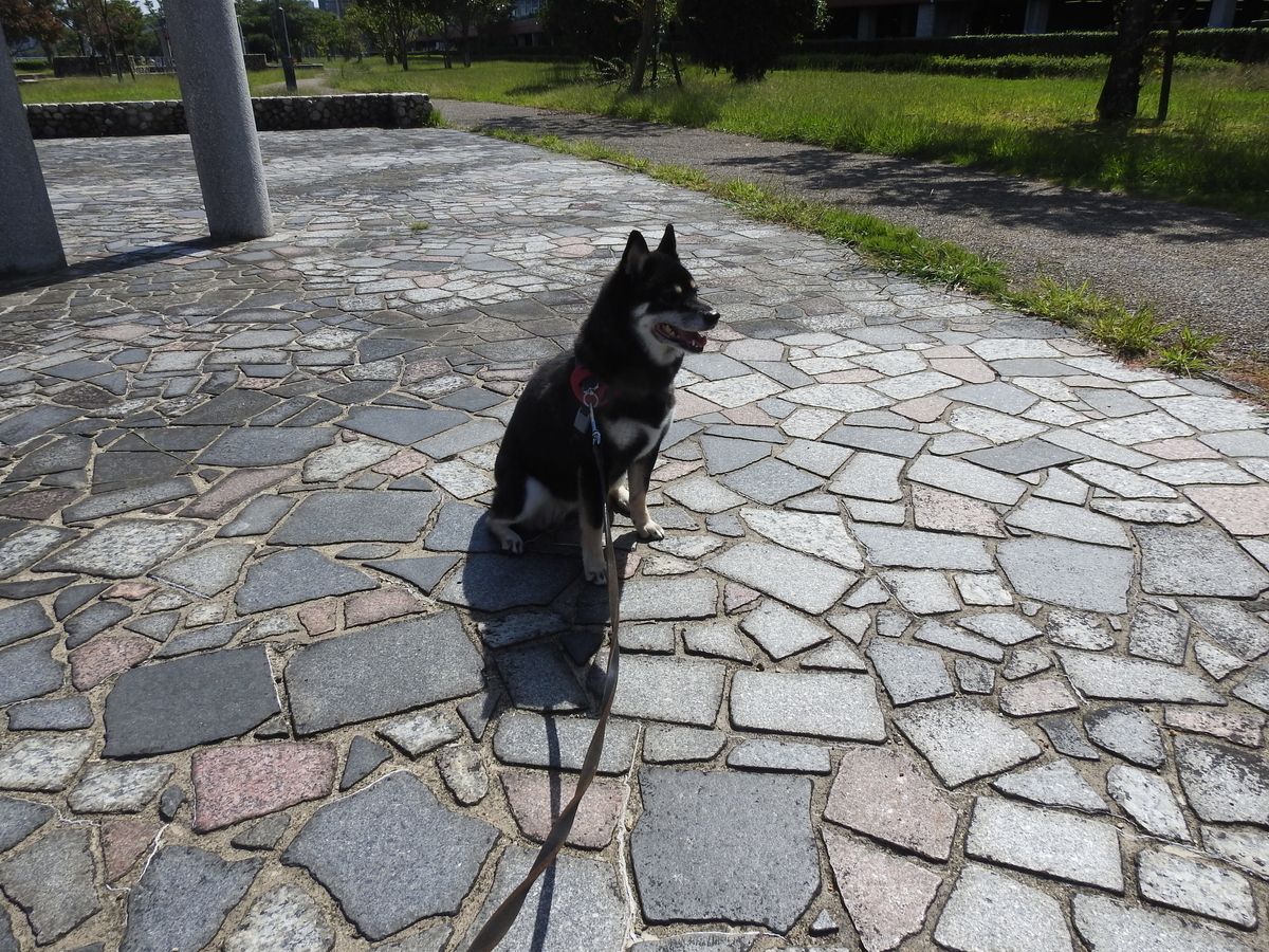 f:id:alphonse1208:20201001112735j:plain