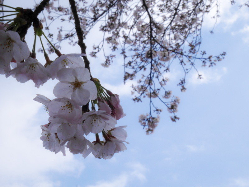 f:id:alpiacere:20190331141254j:plain