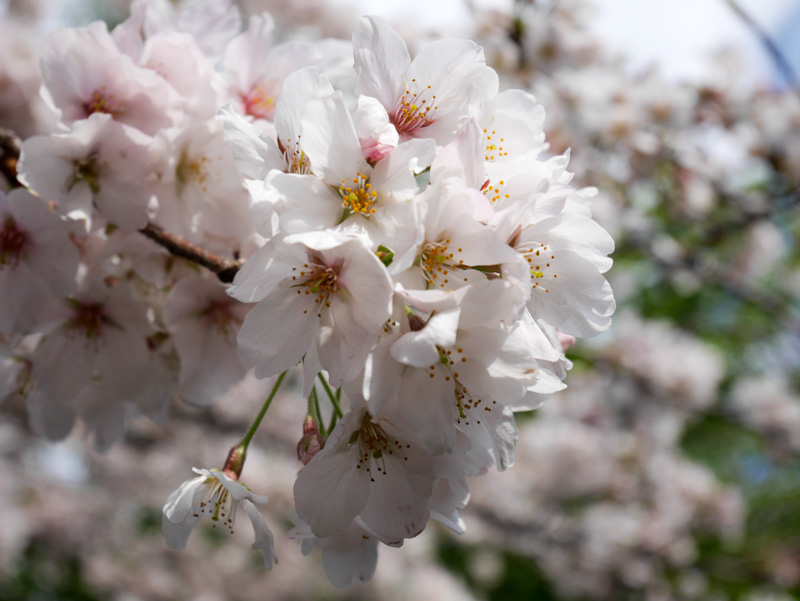 f:id:alpiacere:20190331141616j:plain