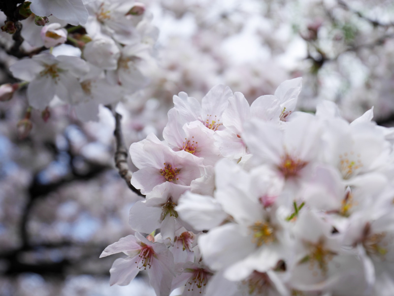 f:id:alpiacere:20190331141630j:plain