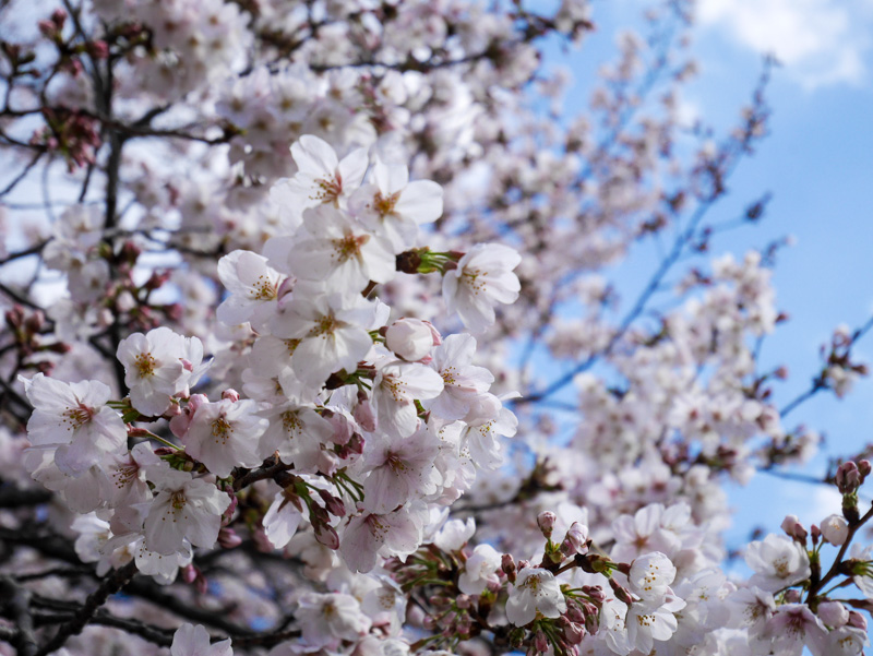 f:id:alpiacere:20190331142341j:plain