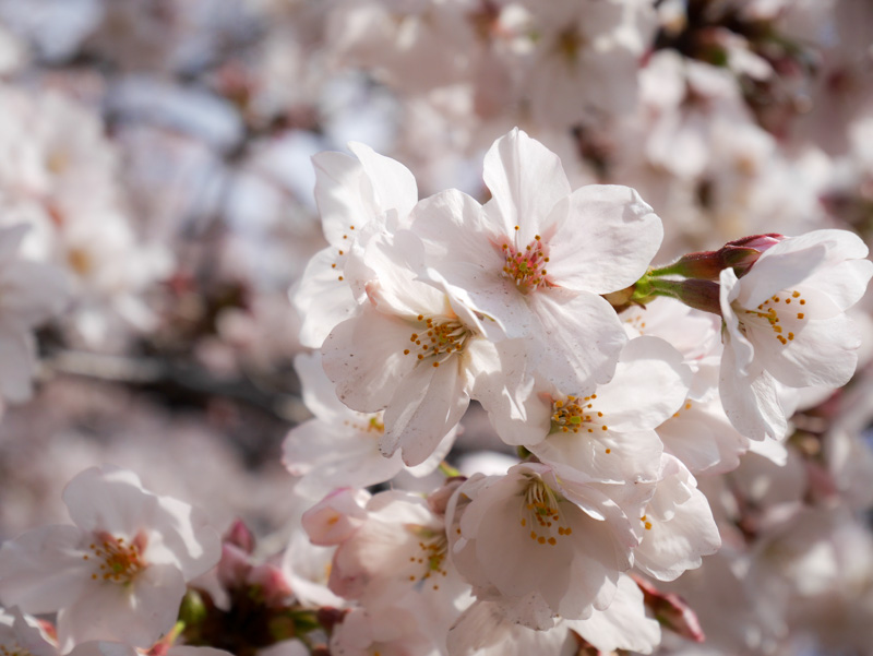 f:id:alpiacere:20190331142355j:plain