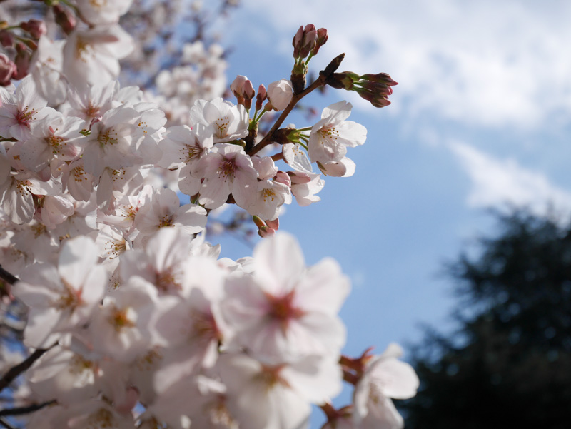 f:id:alpiacere:20190331142403j:plain