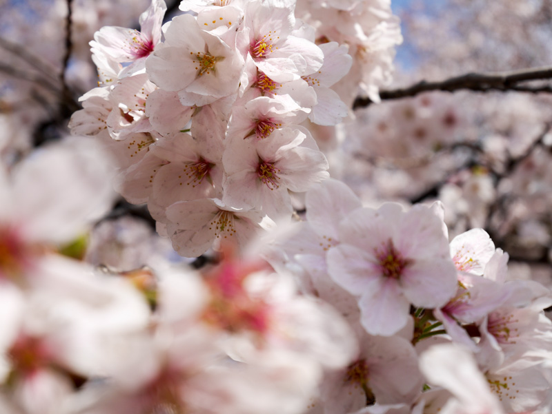f:id:alpiacere:20190331142416j:plain
