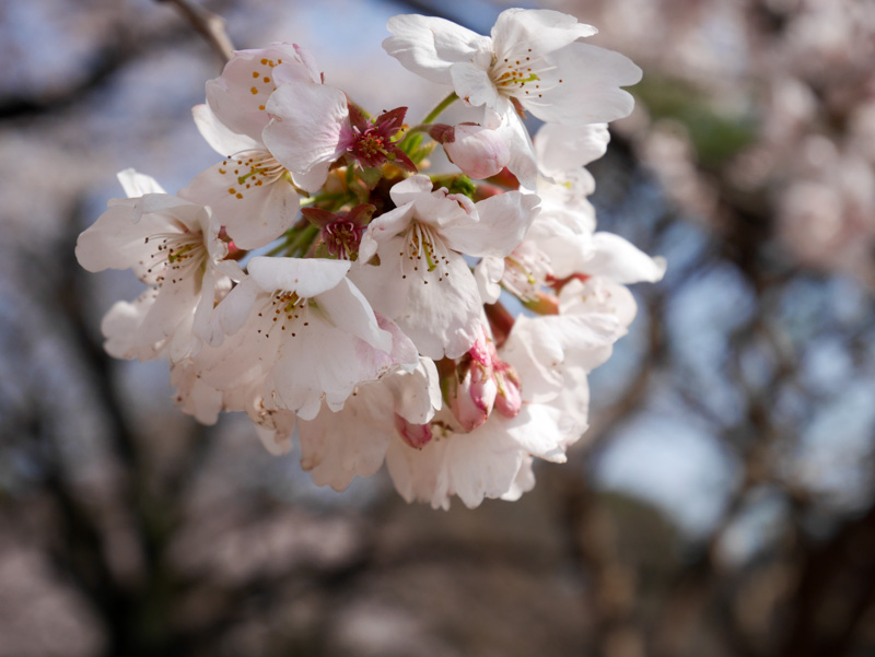 f:id:alpiacere:20190331142431j:plain