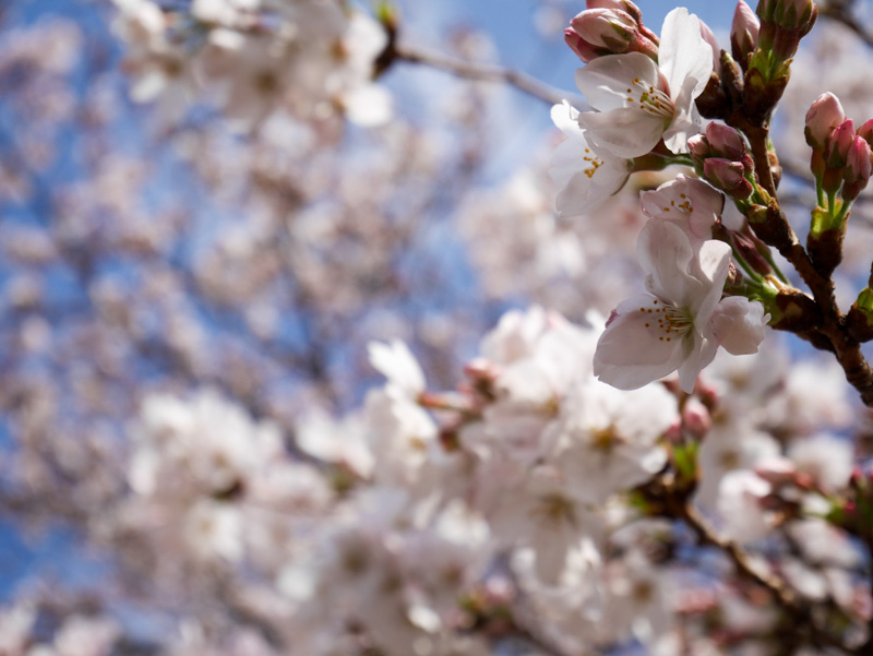 f:id:alpiacere:20190331142448j:plain