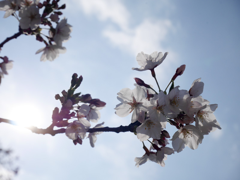 f:id:alpiacere:20190331142742j:plain