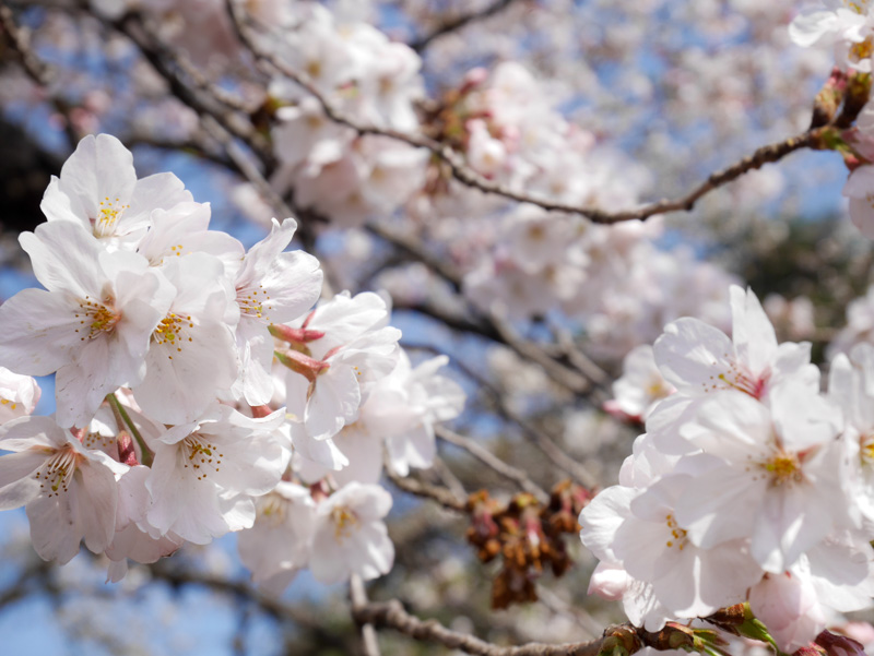f:id:alpiacere:20190331143051j:plain