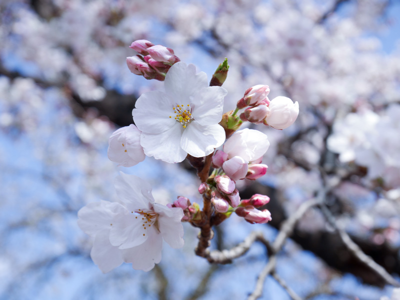 f:id:alpiacere:20190331143100j:plain